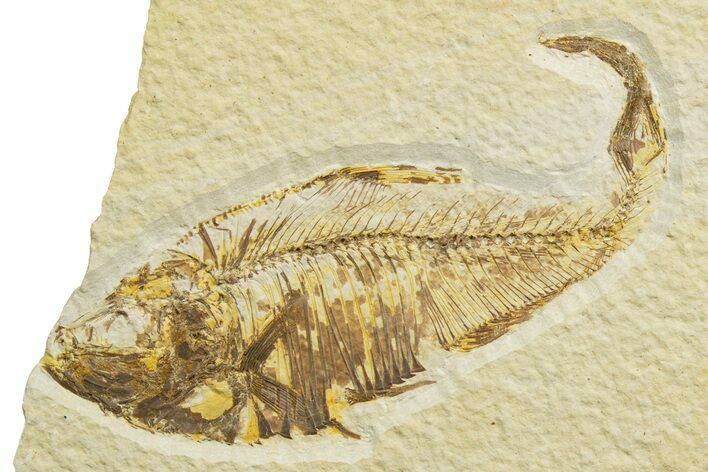 Detailed Fossil Fish (Diplomystus) - Wyoming #329718